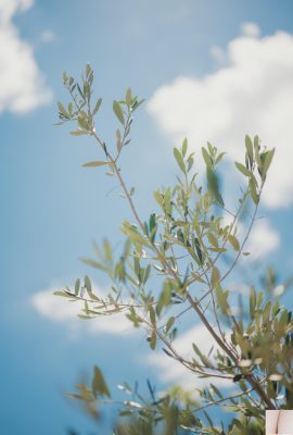 Kenken – Honey 1 (86p)